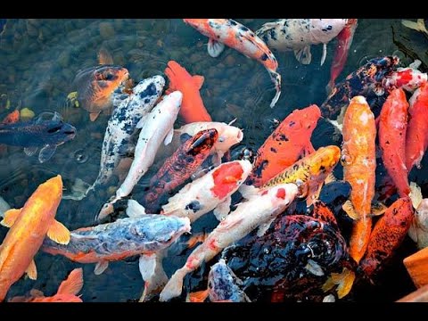 sonar con peces koi