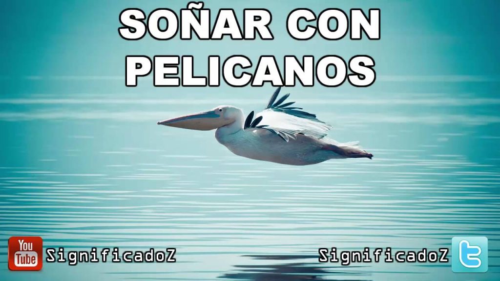 sonar con pelicanos