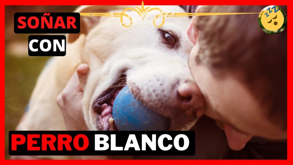 sonar con perro blanco corriendo