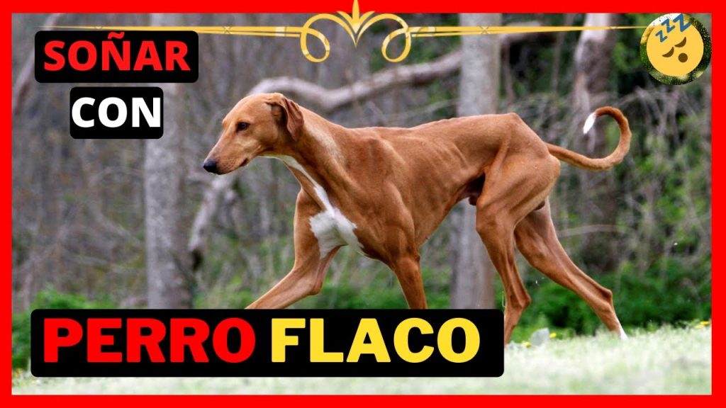 sonar con perro flaco y enfermo