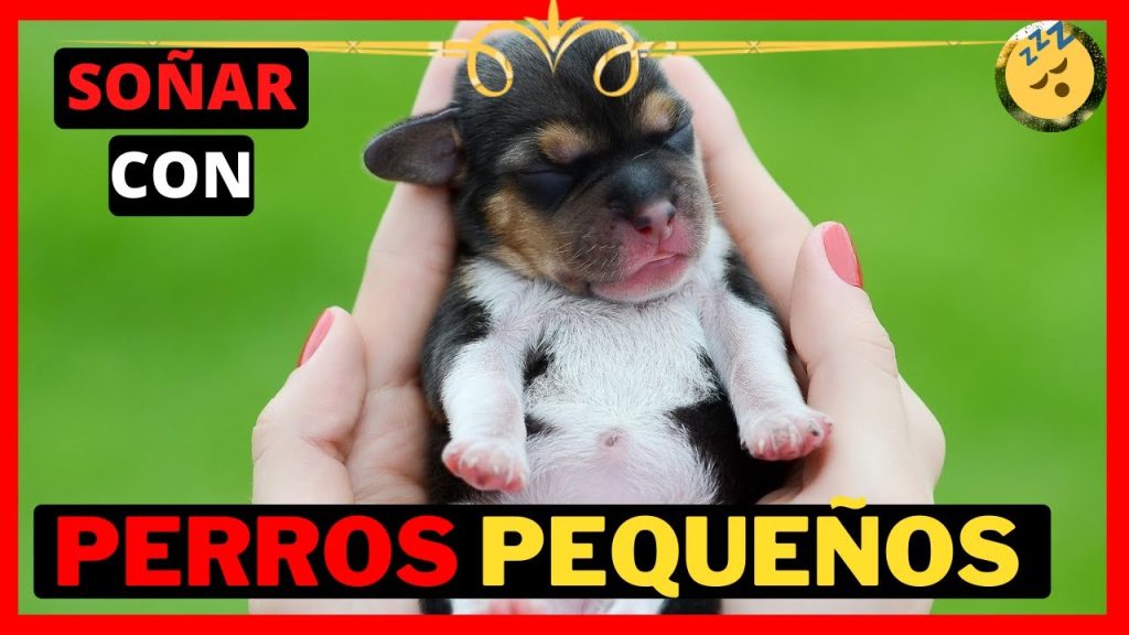 sonar con perro pequeno