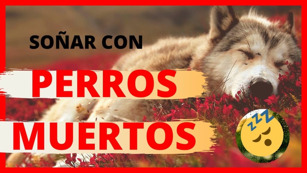 sonar con perros muertos y podridos