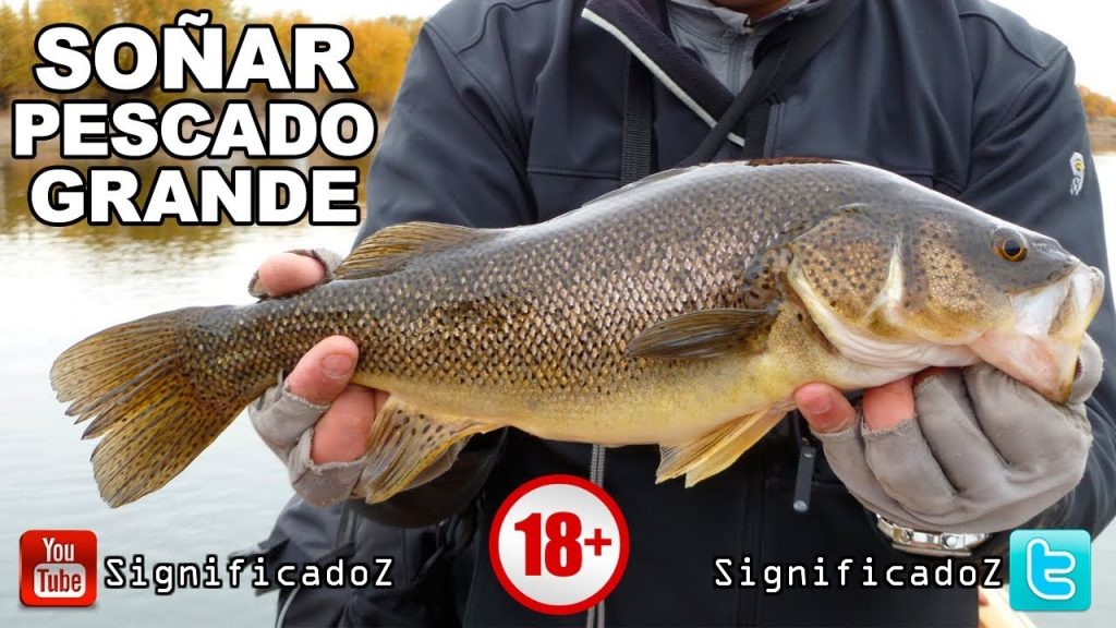 sonar con pescado grande