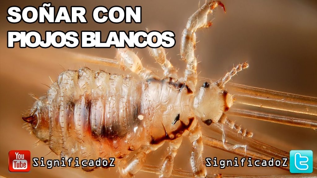 sonar con piojos blancos y matarlos