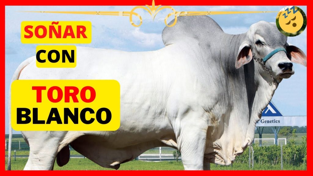 sonar con toro blanco manso