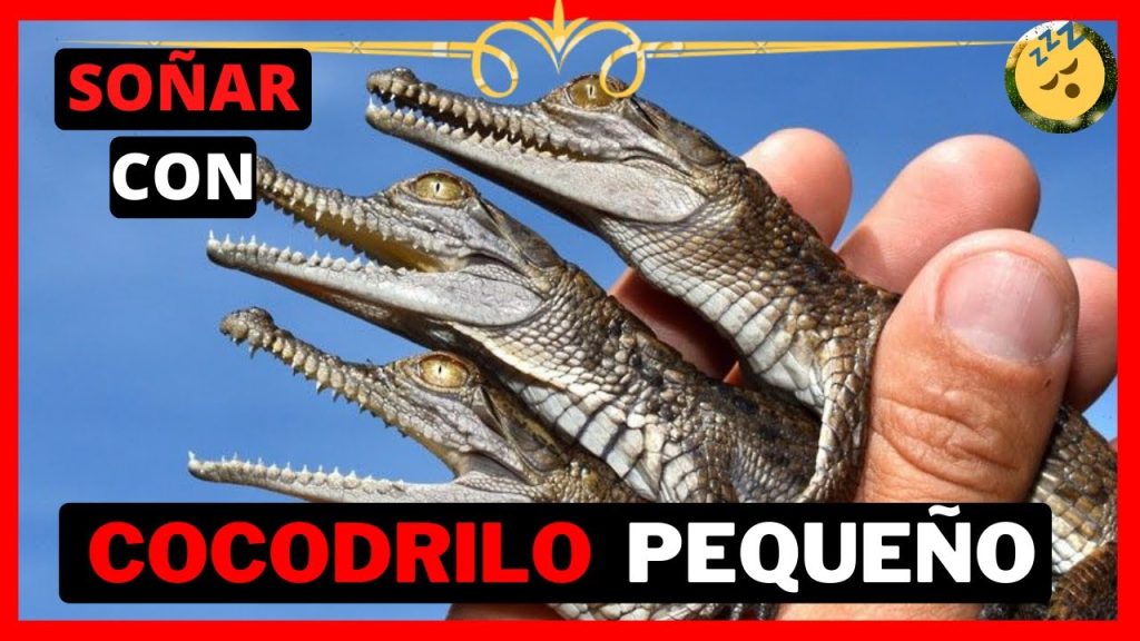 sonar con un cocodrilo pequeno