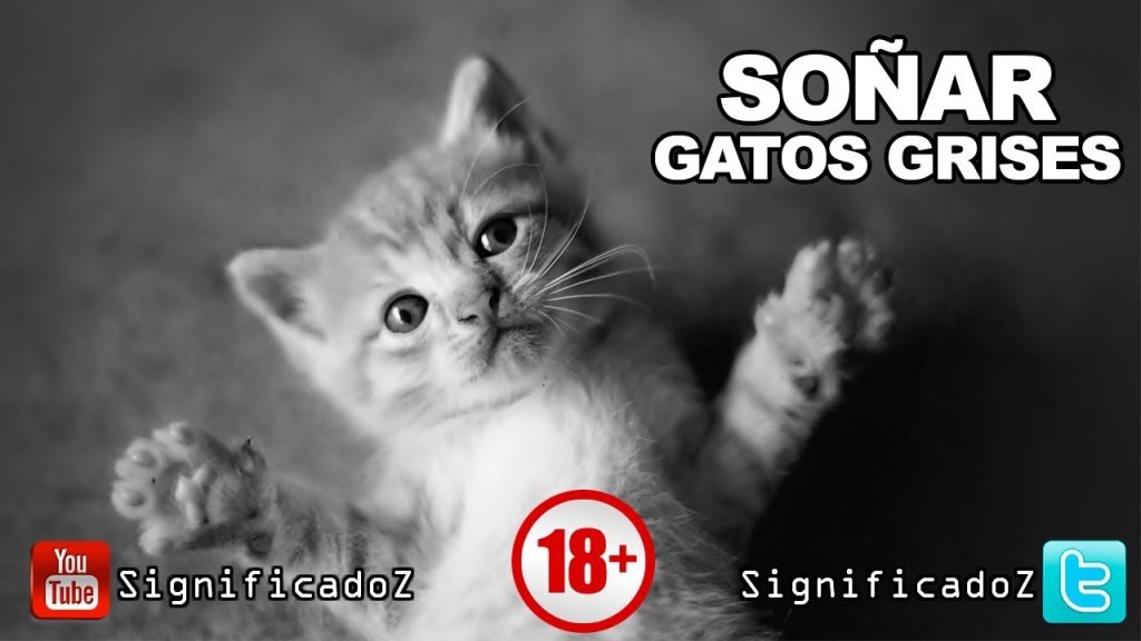 sonar con un gato gris