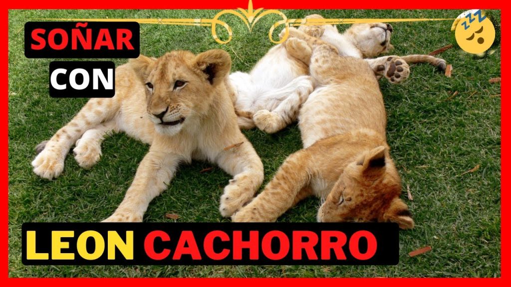 sonar con un leon cachorro 1