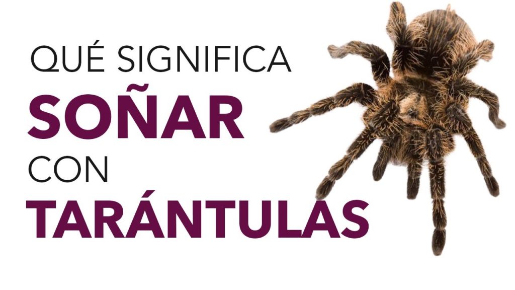 sonar con una tarantula 2