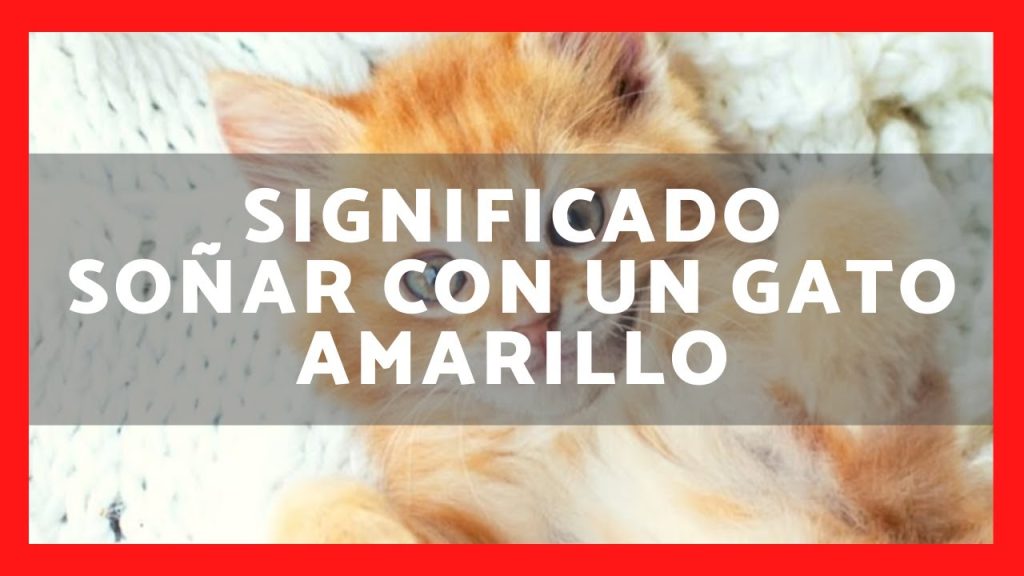 que significa sonar con un gato amarillo