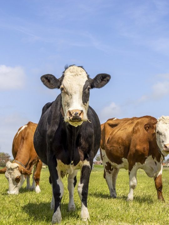 que significa sonar con vacas negras descubre el significado de tus suenos aqui 1