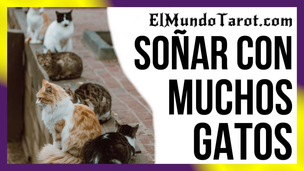 significado de sonar con muchos gatos