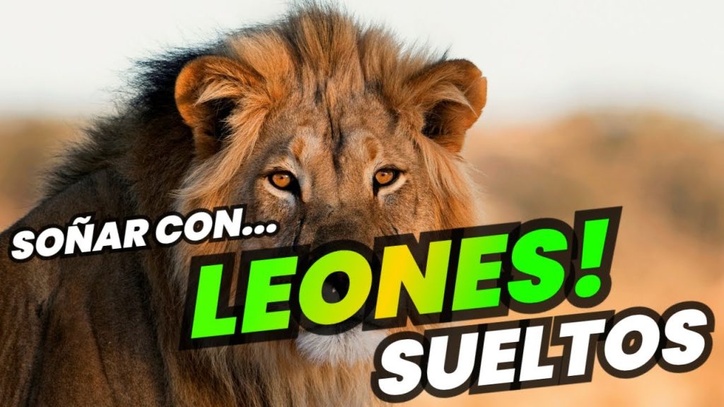 sonar con leones sueltos en casa