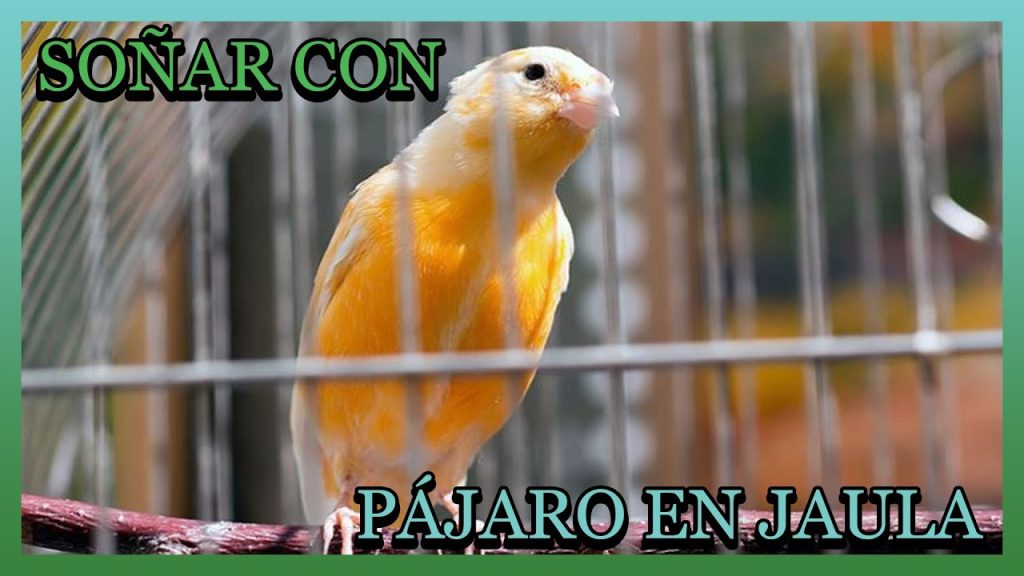 sonar con pajaros en jaula