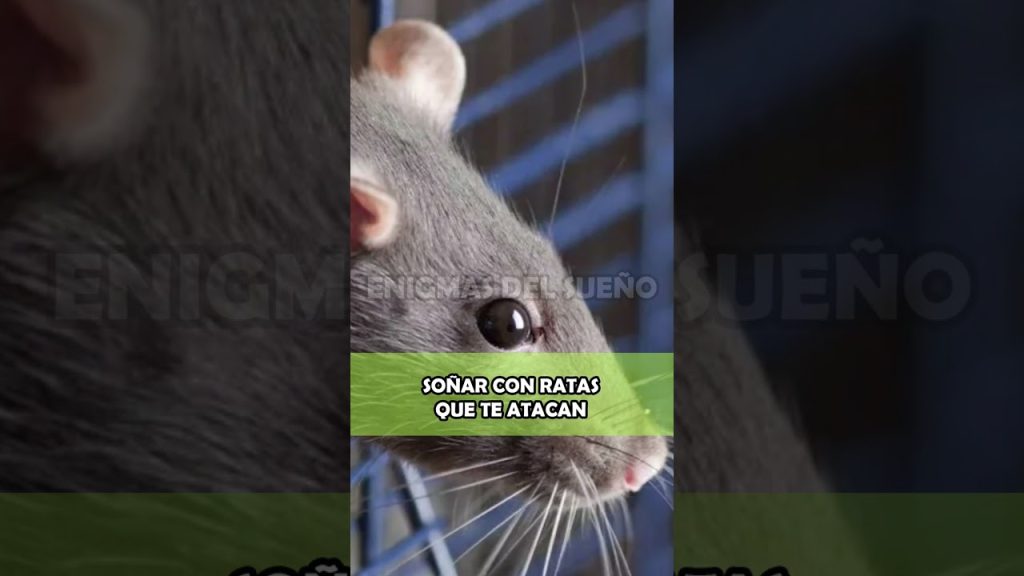 sonar con ratas que te atacan 2