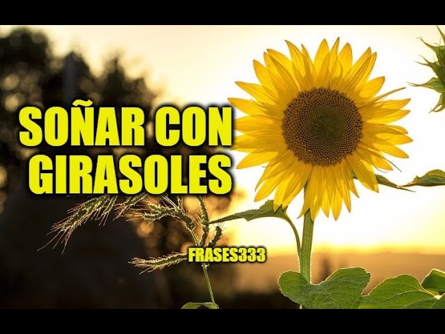 que significa sonar con girasoles