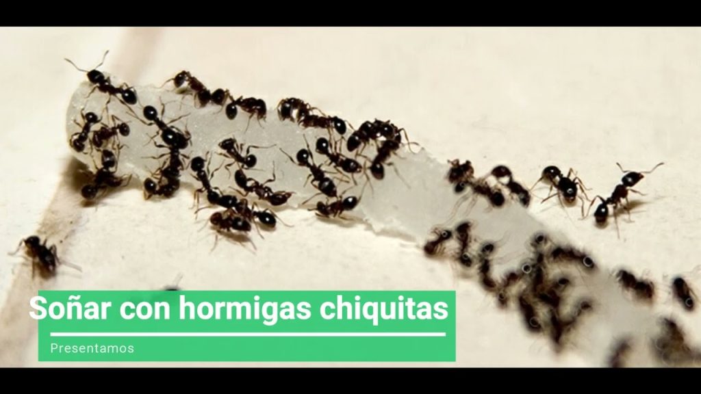 que significa sonar con hormigas chiquitas