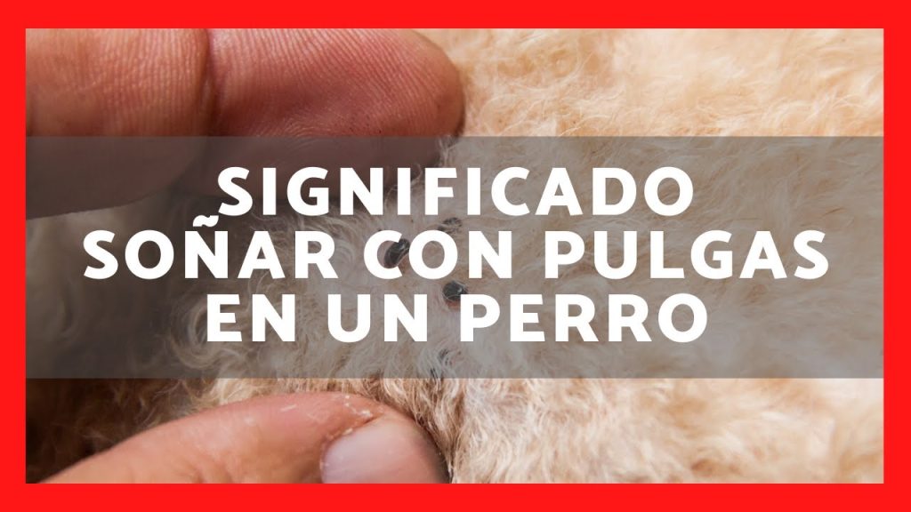 que significa sonar con pulgas en un perro