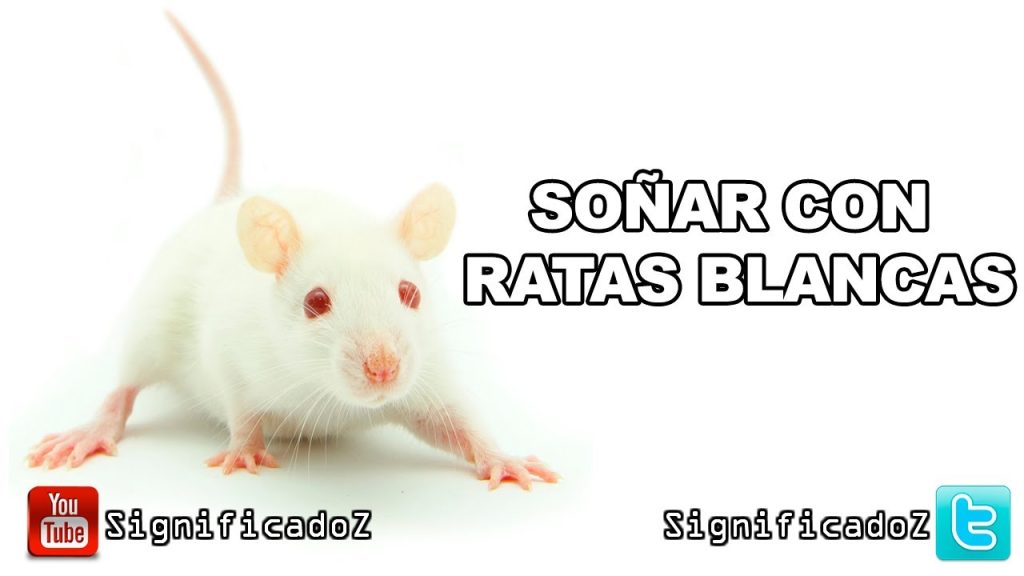 que significa sonar con ratas blancas