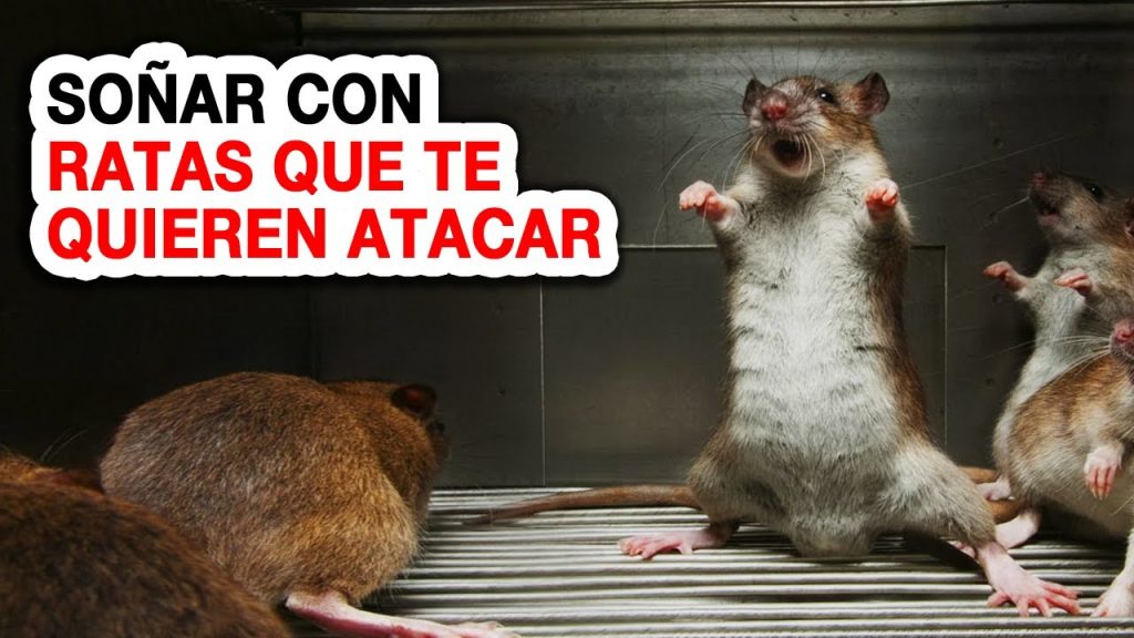 que significa sonar con ratas que te quieren atacar