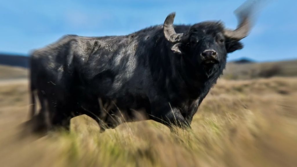 que significa sonar con toros bravos