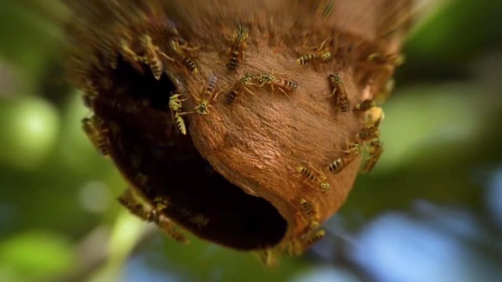 que significa sonar con un enjambre de abejas