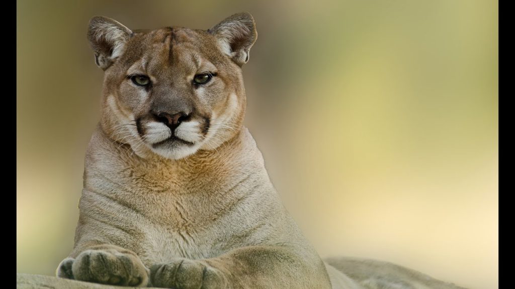 que significa sonar con un puma