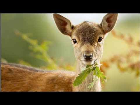 que significa sonar con un venado