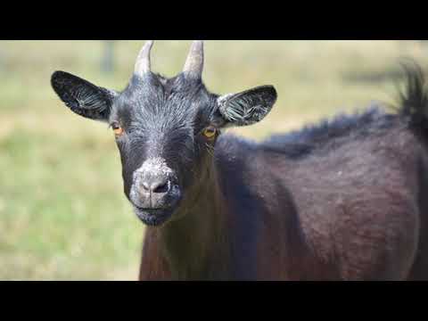 que significa sonar con una cabra negra