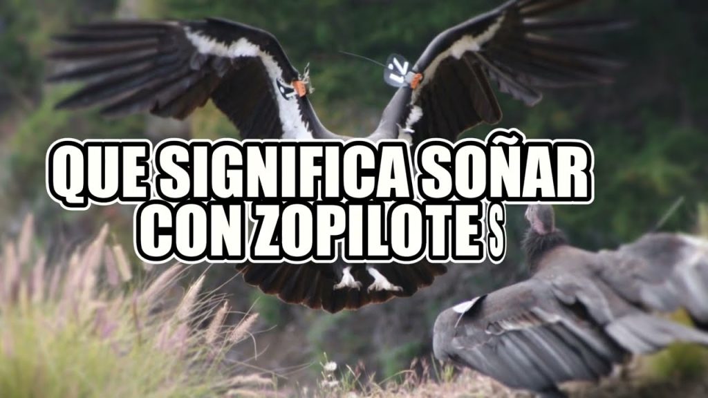 que significa sonar con zopilotes