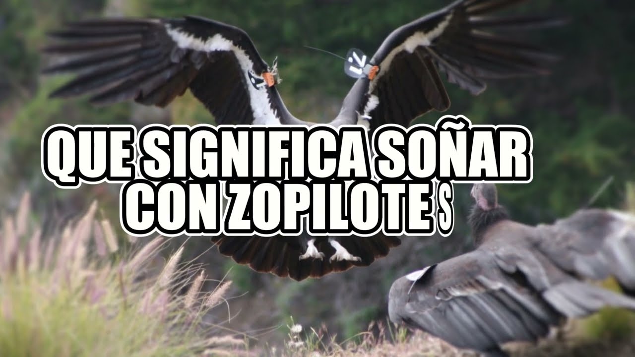 Descubre Qué Significa Soñar con Zopilotes Interpretación y Simbolismo