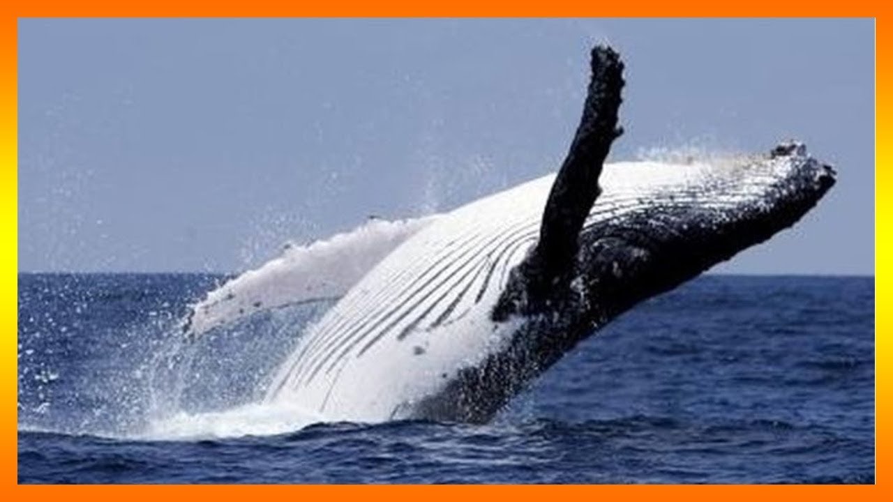 Desvelando el Misterio: ¿Qué Significa Soñar con Ballenas en el Mar?