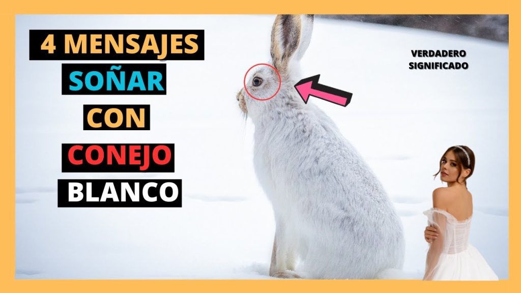 sonar con conejo blanco