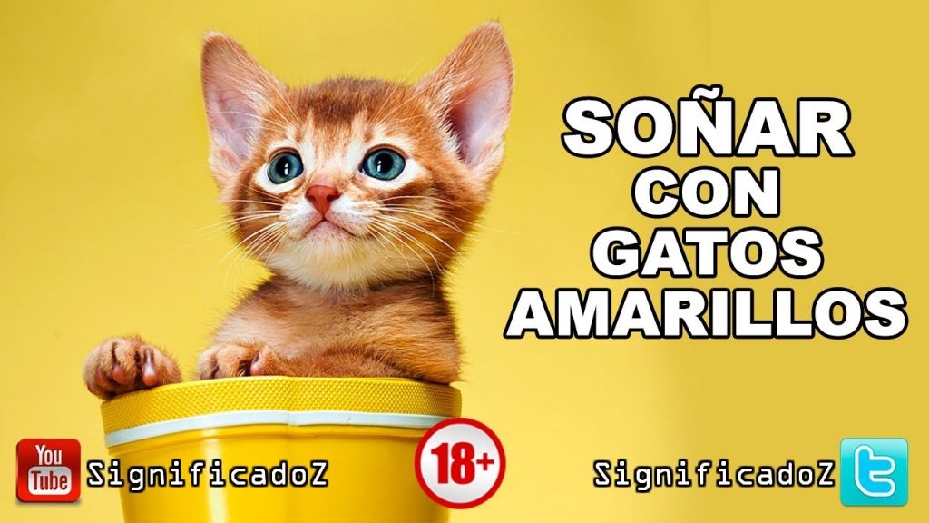 sonar con gato amarillo