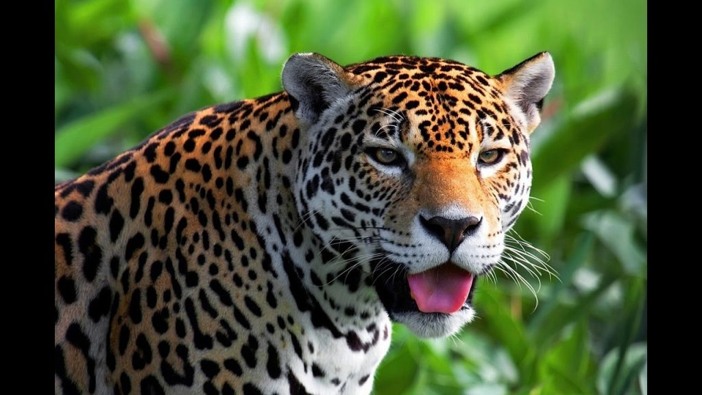 sonar con leopardo