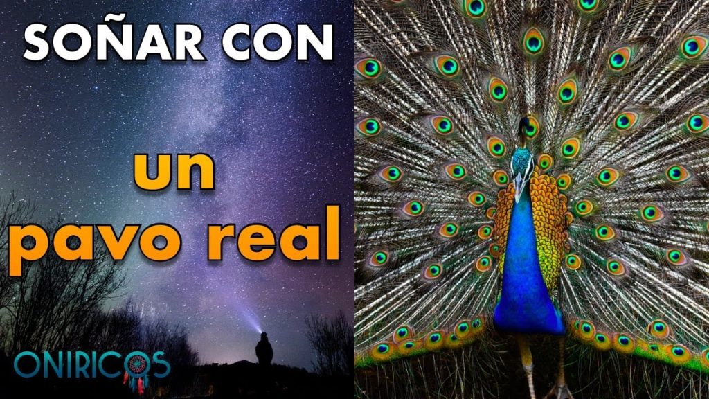 sonar con pavos reales