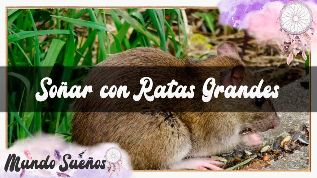 sonar con una rata grande y gorda