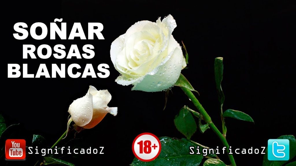 sonar con una rosa blanca