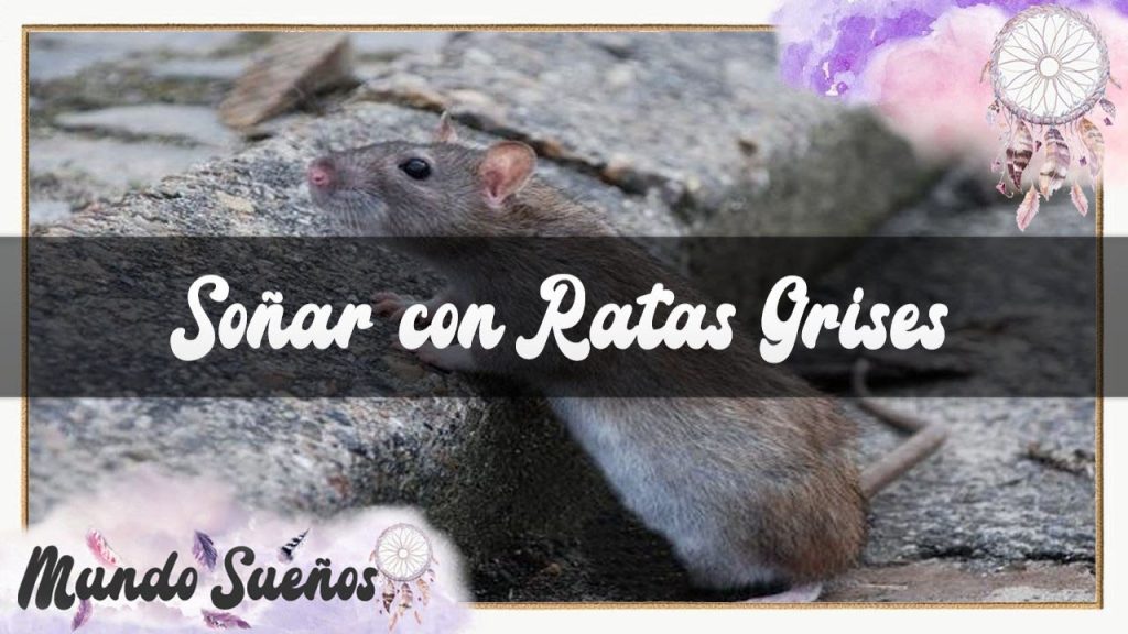 que significa sonar con ratas grises grandes 1