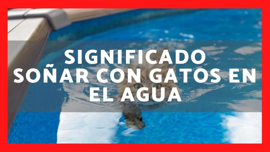 sonar con gato en el agua