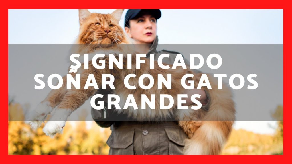 sonar con gato gigante 1