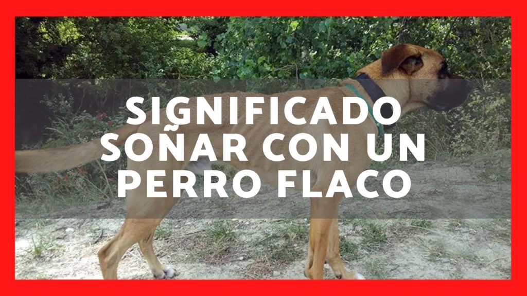 sonar con perro flaco y hambriento 1