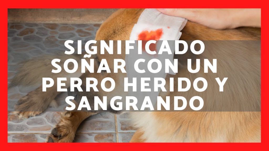 sonar con perro herido en la cabeza 1