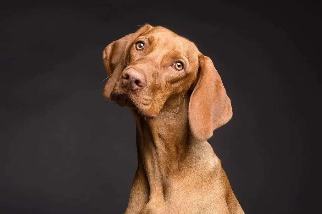 sonar con un perro flaco 1