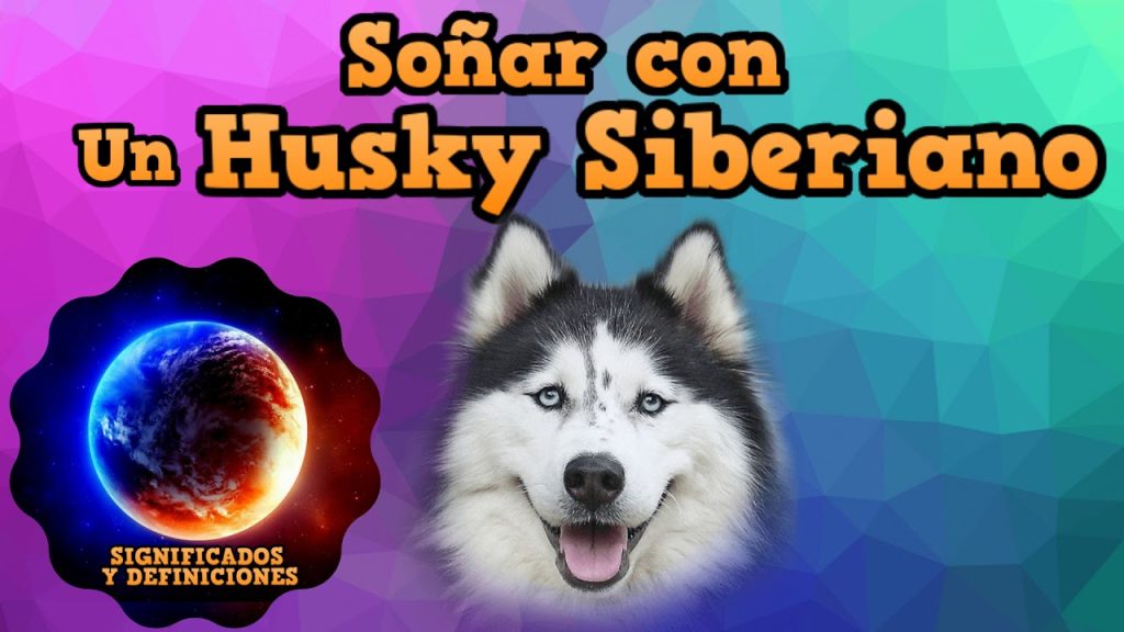 sonar con un perro husky 1